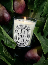 Fig Tree Candle 190G - Fig Tree